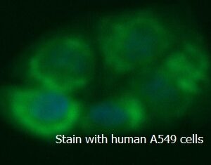 Human ADAMTS13 AssayLite FITC-Conjugated Antibody ICC Kit