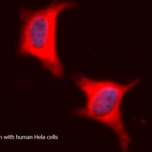Human Galectin-1  (Gal-1) AssayLite RPE-Conjugated Antibody ICC Kit