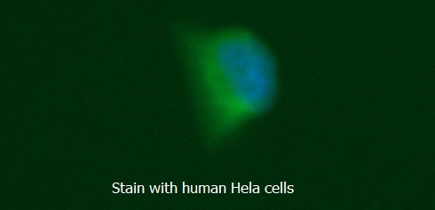 Human Interferon Regulatory Factor 2 (IRF-2) AssayLite FITC-Conjugated Antibody ICC Kit