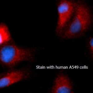 Pyruvate Dehydrogenase Complex (PDH Complex) AssayLite RPE-Conjugated Antibody ICC Kit