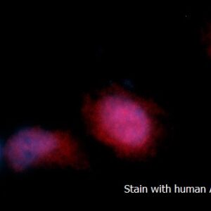 Human Adenylate Kinase 3 (AK 3) AssayLite RPE-Conjugated Antibody ICC Kit