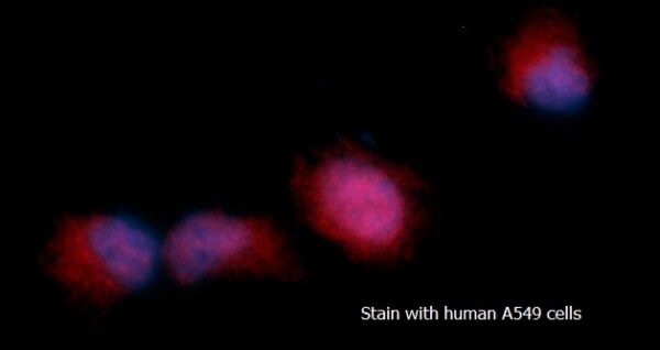 Human Adenylate Kinase 3 (AK 3) AssayLite RPE-Conjugated Antibody ICC Kit