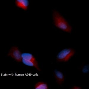 Human Enolase 1 AssayLite RPE-Conjugated Antibody ICC Kit