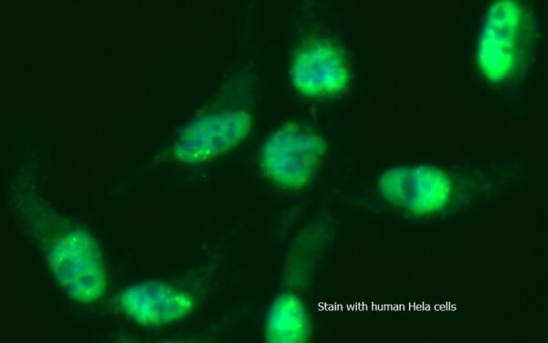 Human Protein-Tyrosine Phosphatase 1B (PTP-1B) AssayLite FITC-Conjugated Antibody ICC Kit