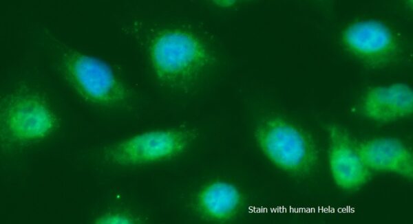 Human Protein-Tyrosine Phosphatase 1B (PTP-1B) AssayLite FITC-Conjugated Antibody ICC Kit - Image 2