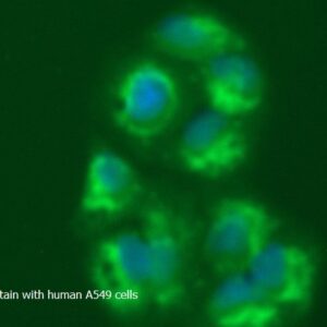Human ATP Synthase Subunit O, Mitochondrial (ATP5O) AssayLite FITC-Conjugated Antibody ICC Kit