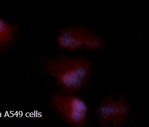 Human Adenylate Kinase 2 (AK 2) AssayLite RPE-Conjugated Antibody ICC Kit