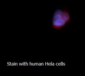 Human SOD2 AssayLite RPE-Conjugated Antibody ICC Kit