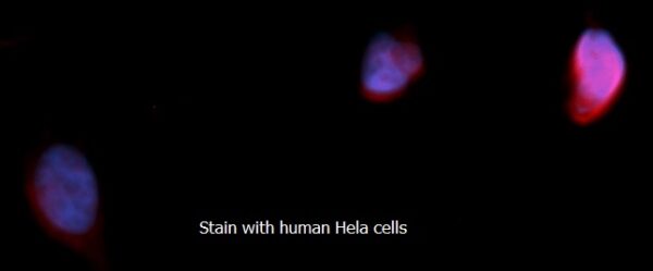 Human SOD2 AssayLite RPE-Conjugated Antibody ICC Kit