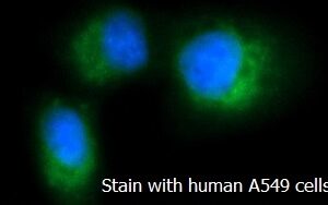 Human ATOX1 AssayLite FITC-Conjugated Antibody ICC Kit