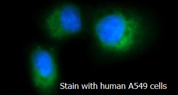 Human ATOX1 AssayLite FITC-Conjugated Antibody ICC Kit