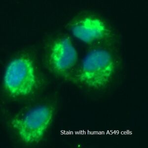 Human Peroxiredoxin-2 (PRDX2) AssayLite FITC-Conjugated Antibody ICC Kit