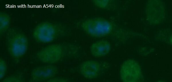 Human TGFBR2 AssayLite FITC-Conjugated Antibody ICC Kit