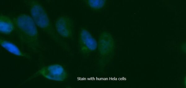 Human TGFBR2 AssayLite FITC-Conjugated Antibody ICC Kit - Image 2