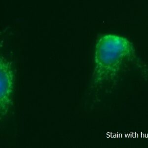 Human PPM1G AssayLite FITC-Conjugated Antibody ICC Kit