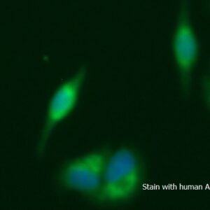 Human ADPRH AssayLite FITC-Conjugated Antibody ICC Kit