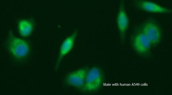 Human ADPRH AssayLite FITC-Conjugated Antibody ICC Kit