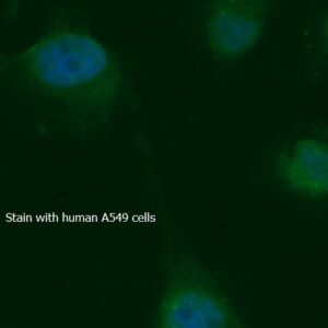 Human AHA1 AssayLite FITC-Conjugated Antibody ICC Kit