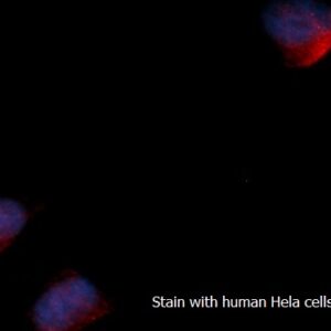 Human ACAT2 AssayLite RPE-Conjugated Antibody ICC Kit