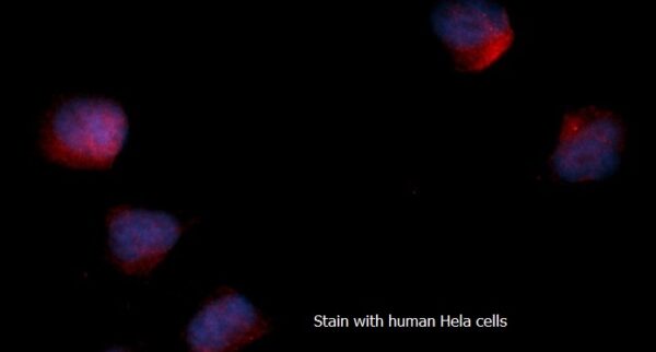Human ACAT2 AssayLite RPE-Conjugated Antibody ICC Kit