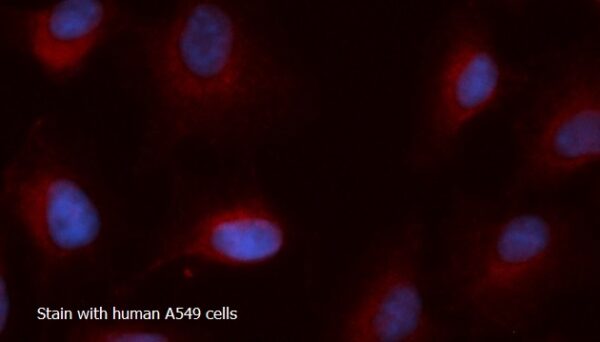 Human ACAD8 AssayLite RPE-Conjugated Antibody ICC Kit