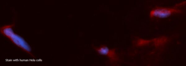 Human ACAD8 AssayLite RPE-Conjugated Antibody ICC Kit - Image 2
