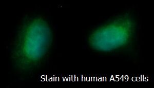 Human CAMK2N2 AssayLite FITC-Conjugated Antibody ICC Kit