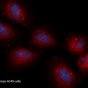 Human SQSTM1 / p62 AssayLite RPE-Conjugated Antibody ICC Kit