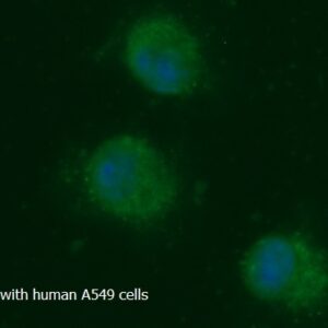 Human ADK AssayLite FITC-Conjugated Antibody ICC Kit