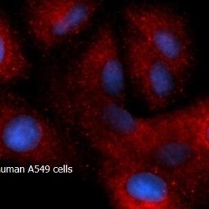 Human HB-EGF AssayLite RPE-Conjugated Antibody ICC Kit