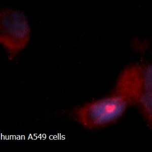 Human Calpain small subunit 1 AssayLite RPE-Conjugated Antibody ICC Kit