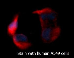 Human CSK AssayLite RPE-Conjugated Antibody ICC Kit