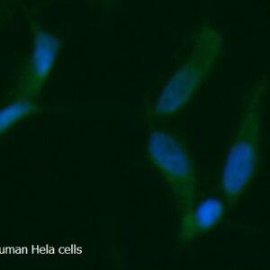 Human Troponin C AssayLite FITC-Conjugated Antibody ICC Kit