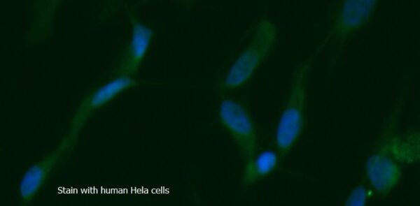 Human Troponin C AssayLite FITC-Conjugated Antibody ICC Kit
