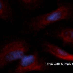 Human WDR68 AssayLite RPE-Conjugated Antibody ICC Kit