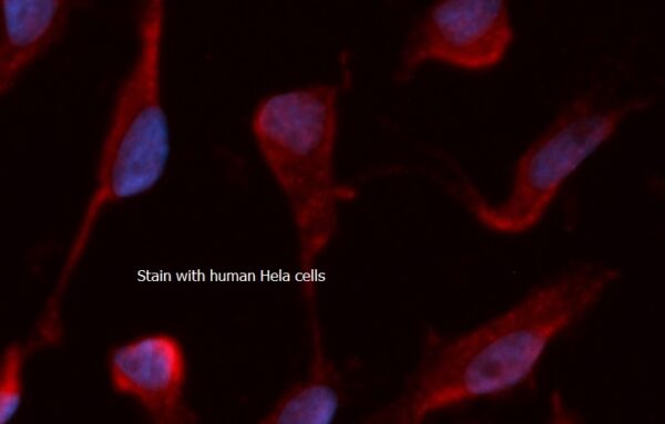 Human UBL4A AssayLite RPE-Conjugated Antibody ICC Kit