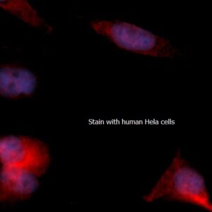 Human Acyl-CoA Synthetase Family Member 2 (ACSF2) AssayLite RPE-Conjugated Antibody ICC Kit