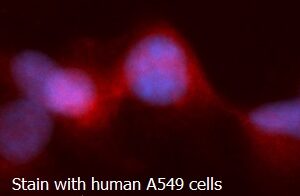 Human Apoptosis-Inducing Factor 1 (AIF) AssayLite RPE-Conjugated Antibody ICC Kit