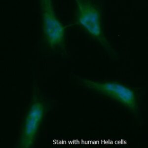 Human Adenine Phosphoribosyltransferase (APRT) AssayLite FITC-Conjugated Antibody ICC Kit