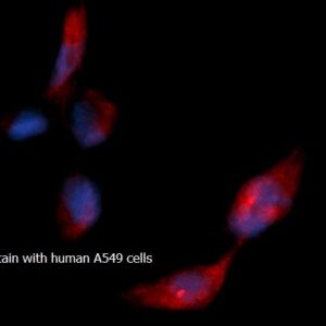 Human Adenine Phosphoribosyltransferase (APRT) AssayLite RPE-Conjugated Antibody ICC Kit