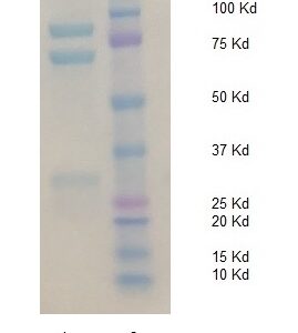 Biotinylated Human Complement C4