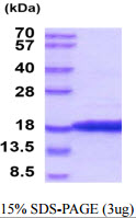 Canine IFN-gamma