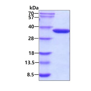 E. coli GLK