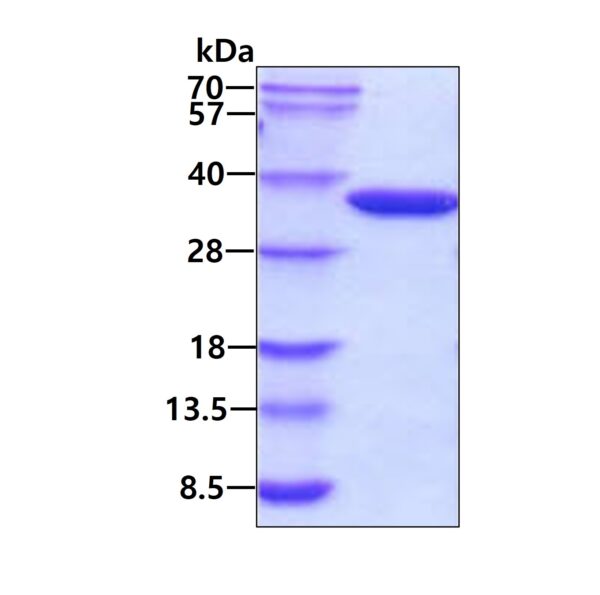 E. coli GLK
