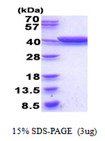 E.coli Glycerol Dehydrogenase (GLDA)
