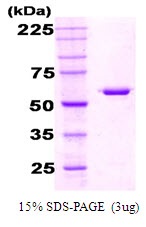 E. coli GroEL