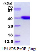 E. coli ldhA