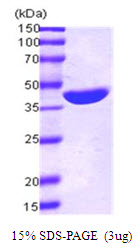E. coli Maltose Binding Protein (MBP)