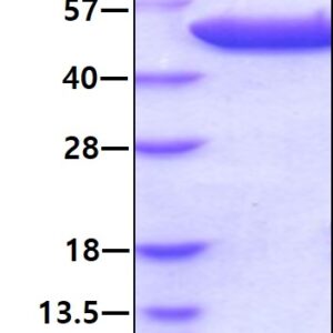 E. coli Tryptophanase (Tnase)