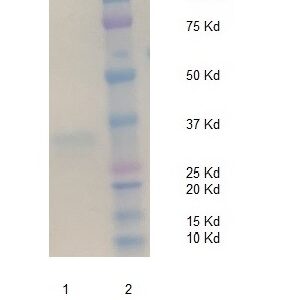 Biotinylated Human Complement Factor Ba